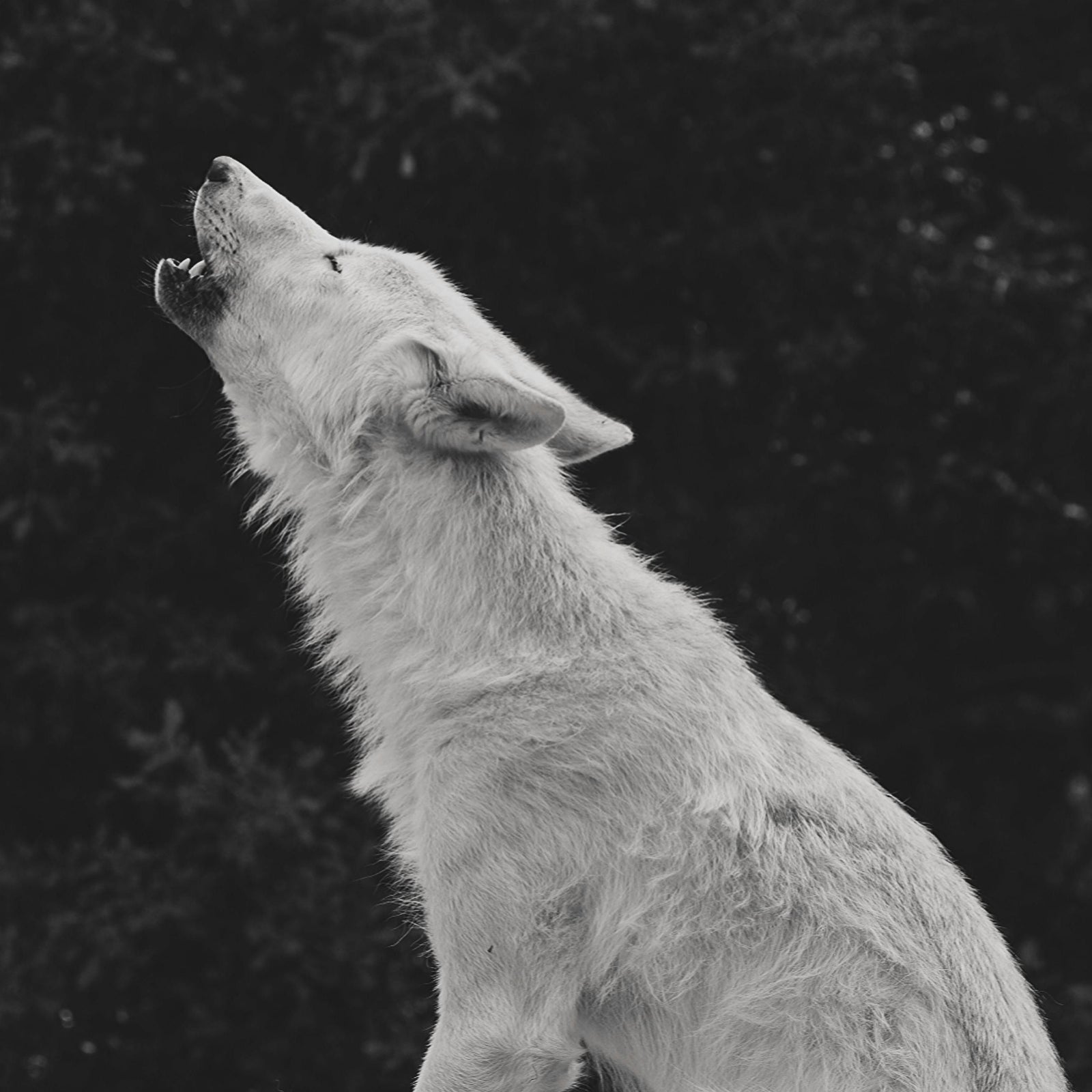 The BWFFI 'LCC' collection